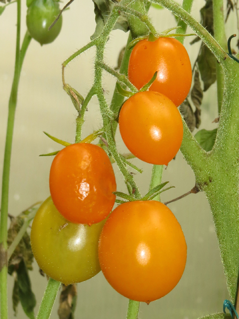 Gelbe Eier – Tomaten-Chilis